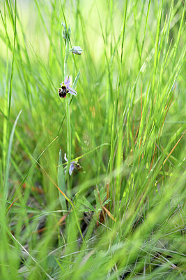 BUITEN BEELD Foto: 441571