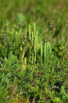 BUITEN BEELD Foto: 441575