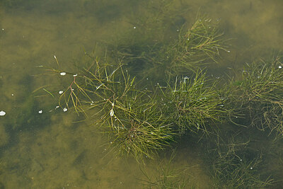 BUITEN BEELD Foto: 441577