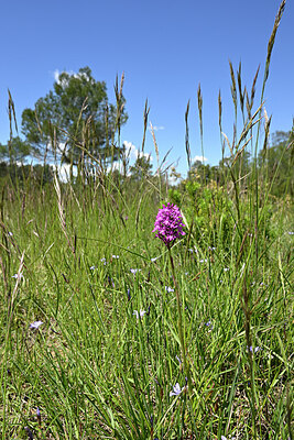 BUITEN BEELD Foto: 441579