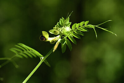 BUITEN BEELD Foto: 441581