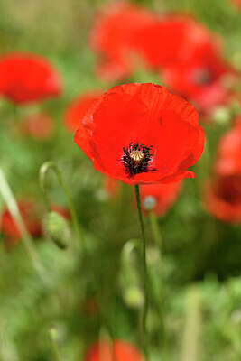 BUITEN BEELD Foto: 441584