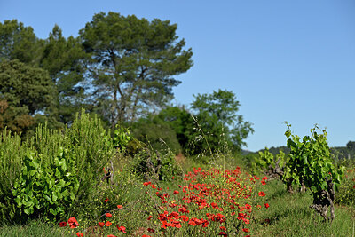 BUITEN BEELD Foto: 441586