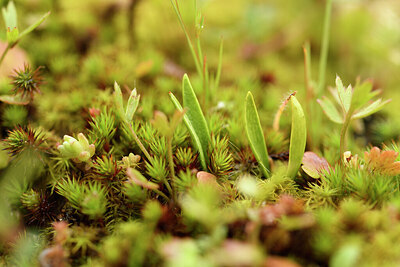 BUITEN BEELD Foto: 441590