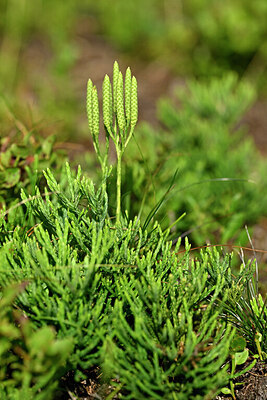BUITEN BEELD Foto: 441604