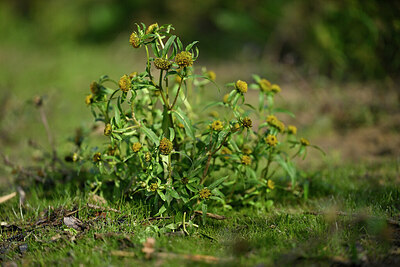 BUITEN BEELD Foto: 441606