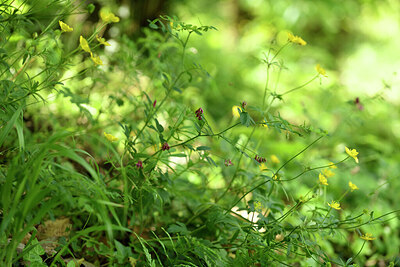 BUITEN BEELD Foto: 441607