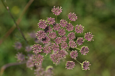 BUITEN BEELD Foto: 441609