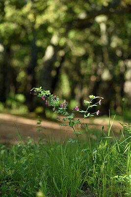 BUITEN BEELD Foto: 441623