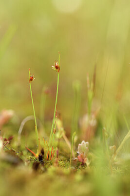 BUITEN BEELD Foto: 441624