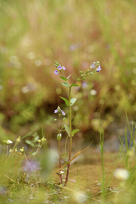BUITEN BEELD Foto: 441626