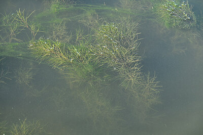 BUITEN BEELD Foto: 441628