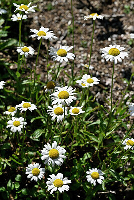 BUITEN BEELD Foto: 441632