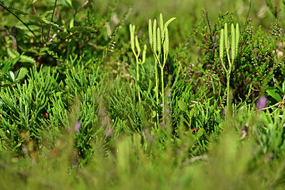 BUITEN BEELD Foto: 441636