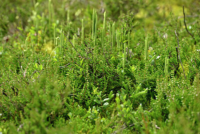 BUITEN BEELD Foto: 441639