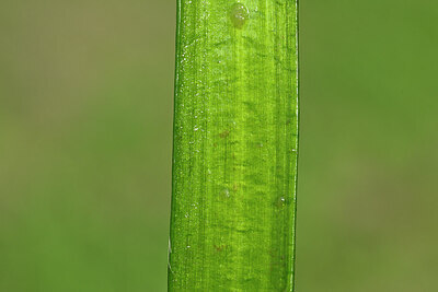 BUITEN BEELD Foto: 441642