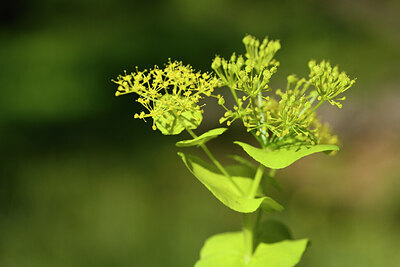 BUITEN BEELD Foto: 441644
