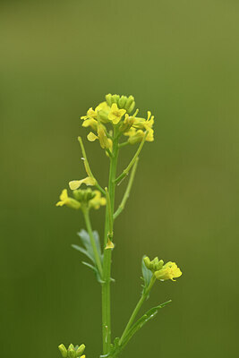 BUITEN BEELD Foto: 441645