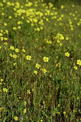 BUITEN BEELD Foto: 441646