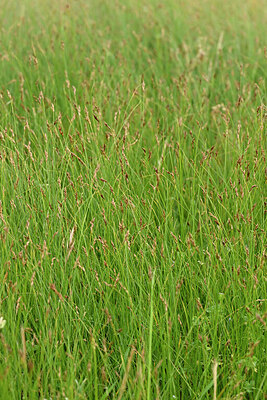 BUITEN BEELD Foto: 441648