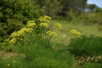 BUITEN BEELD Foto: 441650