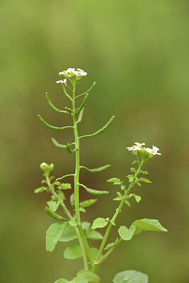 BUITEN BEELD Foto: 441651