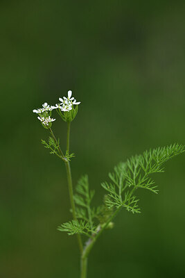 BUITEN BEELD Foto: 441653