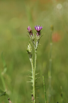 BUITEN BEELD Foto: 441654