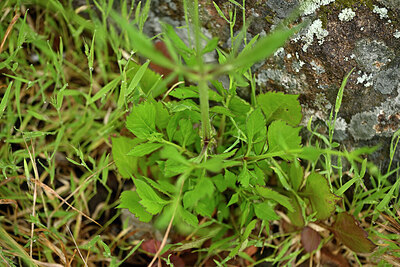 BUITEN BEELD Foto: 441655