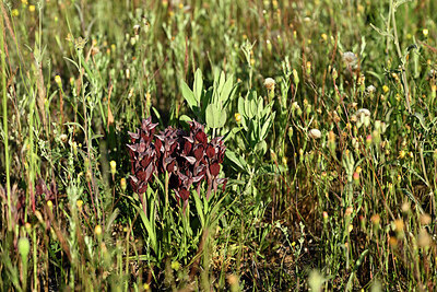 BUITEN BEELD Foto: 441656