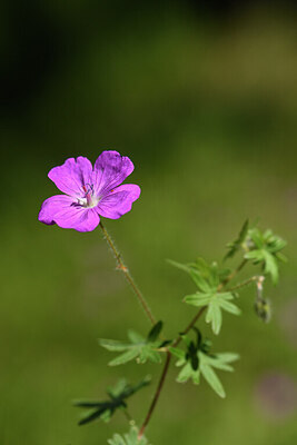 BUITEN BEELD Foto: 441657