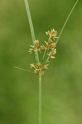 BUITEN BEELD Foto: 441661