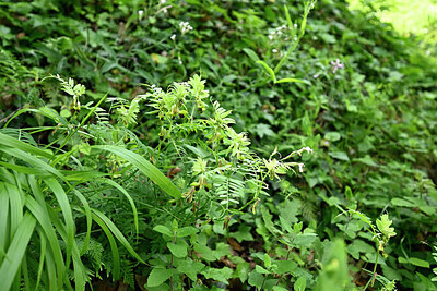 BUITEN BEELD Foto: 441663