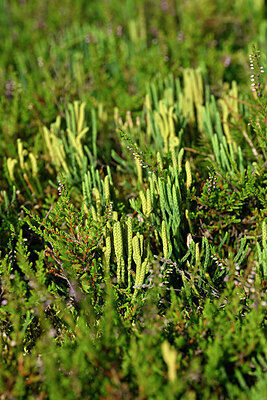 BUITEN BEELD Foto: 441665