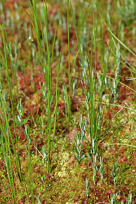 BUITEN BEELD Foto: 441666