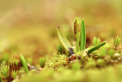 BUITEN BEELD Foto: 441671