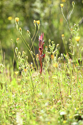 BUITEN BEELD Foto: 441674