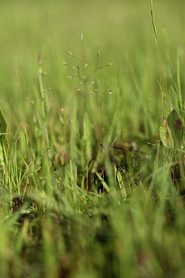 BUITEN BEELD Foto: 441675