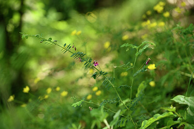 BUITEN BEELD Foto: 441681