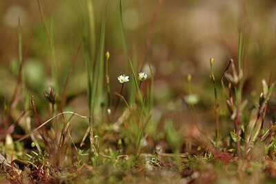 BUITEN BEELD Foto: 441684