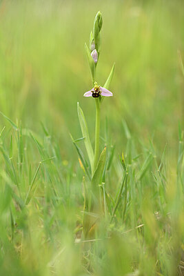 BUITEN BEELD Foto: 441688