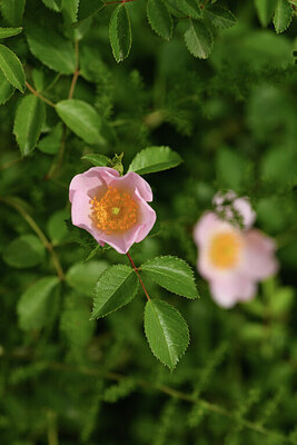 BUITEN BEELD Foto: 441692
