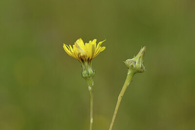 BUITEN BEELD Foto: 441696