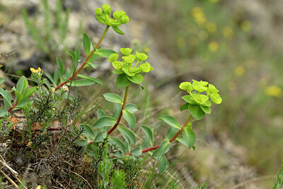 BUITEN BEELD Foto: 441700