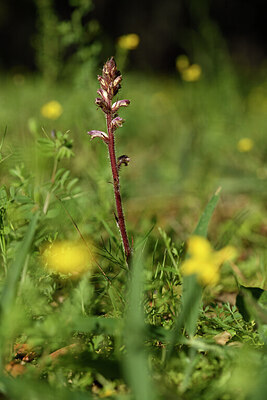 BUITEN BEELD Foto: 441707