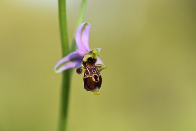 BUITEN BEELD Foto: 441711
