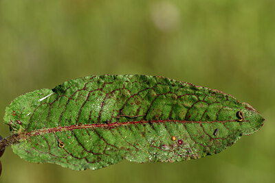 BUITEN BEELD Foto: 441716