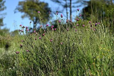 BUITEN BEELD Foto: 441719