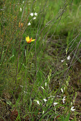 BUITEN BEELD Foto: 441726