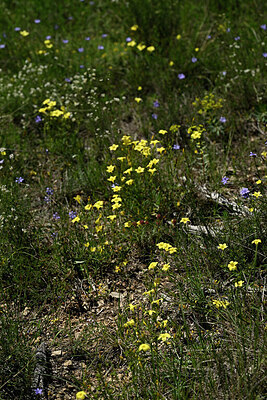 BUITEN BEELD Foto: 441727